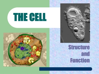 THE CELL