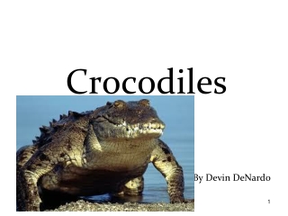 Crocodiles