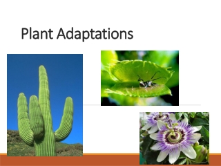 Plant Adaptations