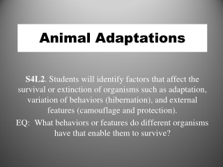 Animal Adaptations