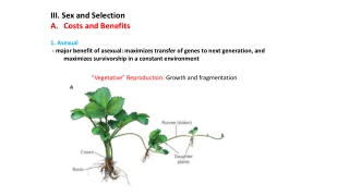 III. Sex and Selection Costs and Benefits   1. Asexual