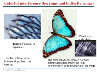 Colorful interference (herrings and butterfly wings)