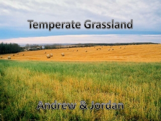 Temperate Grassland