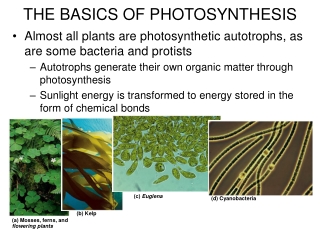 Almost all plants are photosynthetic autotrophs, as are some bacteria and protists