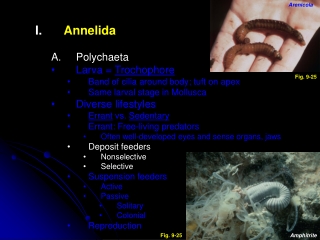 Annelida Polychaeta Larva =  Trochophore Band of cilia around body; tuft on apex