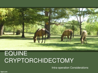 EQUINE CRYPTORCHIDECTOMY