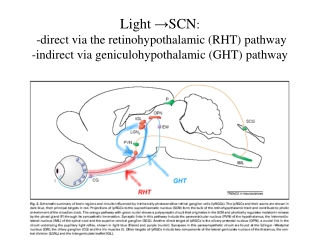 SCN: some morphological features