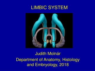 LIMBIC SYSTEM