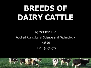 BREEDS OF DAIRY CATTLE