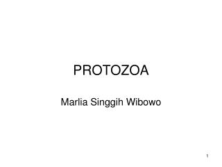 PROTOZOA