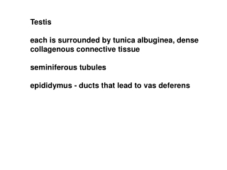 Testis each is surrounded by tunica albuginea, dense collagenous connective tissue