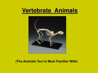 Vertebrate  Animals