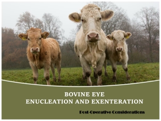 BOVINE EYE  ENUCLEATION AND EXENTERATION