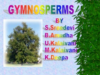 GYMNOSPERMS