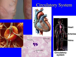 Circulatory System