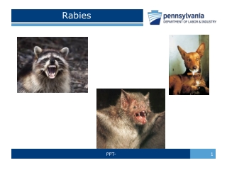 Rabies