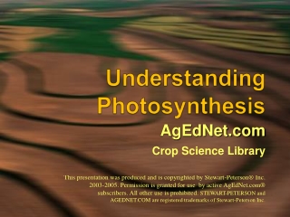 Understanding Photosynthesis