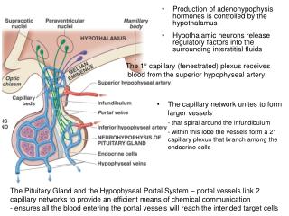 The capillary network unites to form larger vessels 	- that spiral around the infundibulum