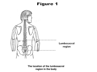 The location of the lumbosacral  region in the body