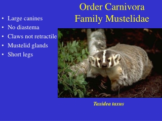 Order Carnivora Family Mustelidae