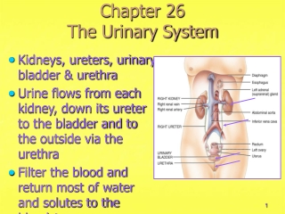 Chapter 26 The Urinary System