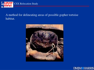 A method for delineating areas of possible gopher tortoise habitat.