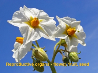 Reproductive organs - flower, fruit, seed