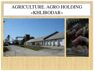 Agriculture .  AGRO Holding  « KHLiBODAR »