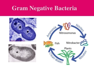 Gram Negative Bacteria