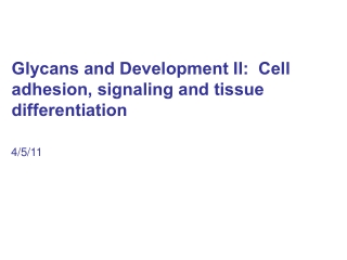 Glycans and Development II:  Cell adhesion, signaling and tissue differentiation