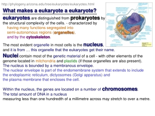 What makes a eukaryote a eukaryote?