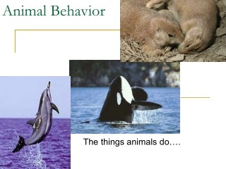 Animal Behavior