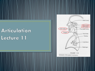 Articulation Lecture 11