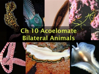 Ch 10 Acoelomate Bilateral Animals