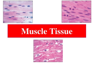 Muscle Tissue