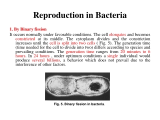 1. By Binary fission