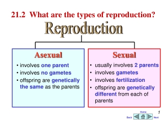 21.2	 What are the types of reproduction?