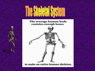 The Skeletal System