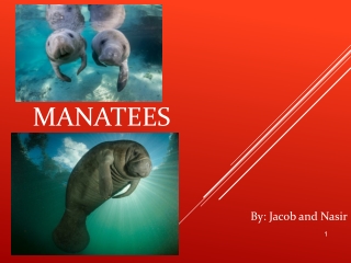 Manatees