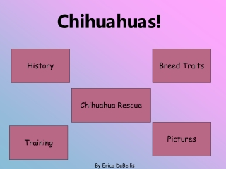 Chihuahuas!
