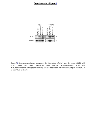 Supplementary Figure  1