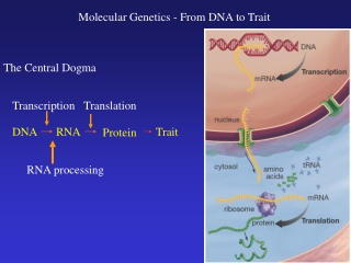 DNA