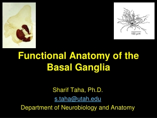 Functional Anatomy of the Basal Ganglia