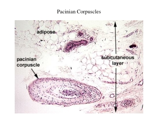 Pacinian Corpuscles