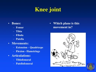 Knee joint