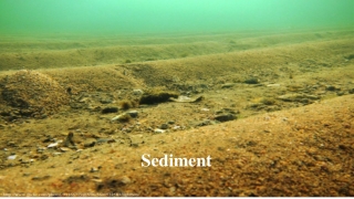 Sediment