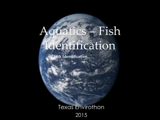 Aquatics – Fish Identification
