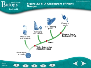 Figure 22–6  A Cladogram of Plant Groups