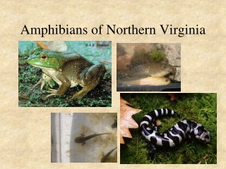 Amphibians of Northern Virginia