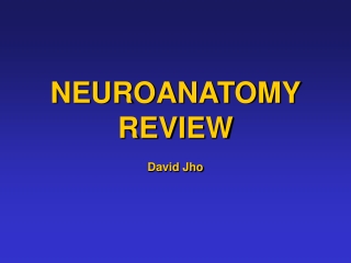 NEUROANATOMY REVIEW